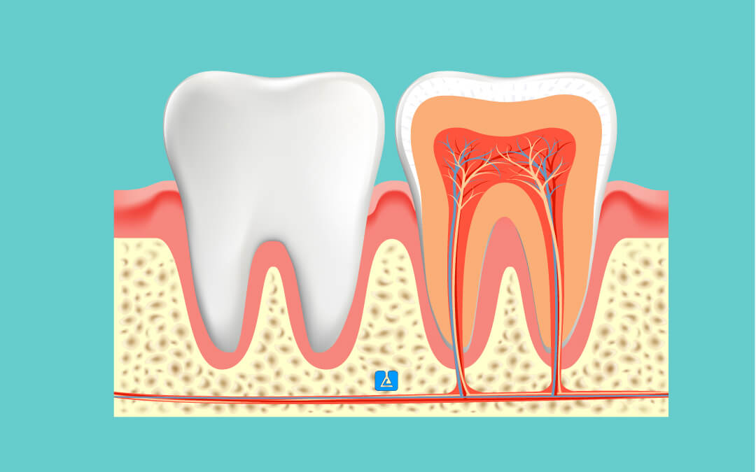 Dental Anatomy and Physiology Training lab | Dentistry