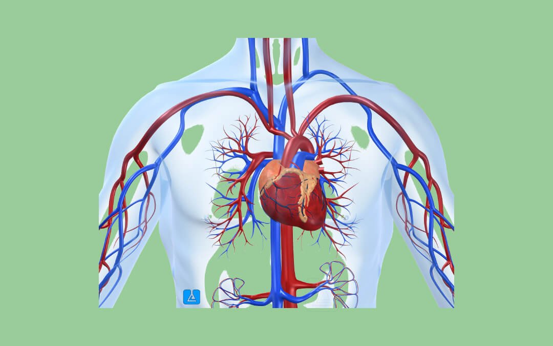 Human Physiology Training Lab | Biology